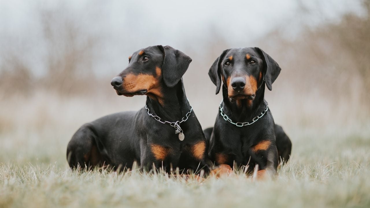 kısa tüylü köpek cinslerinden olan doberman