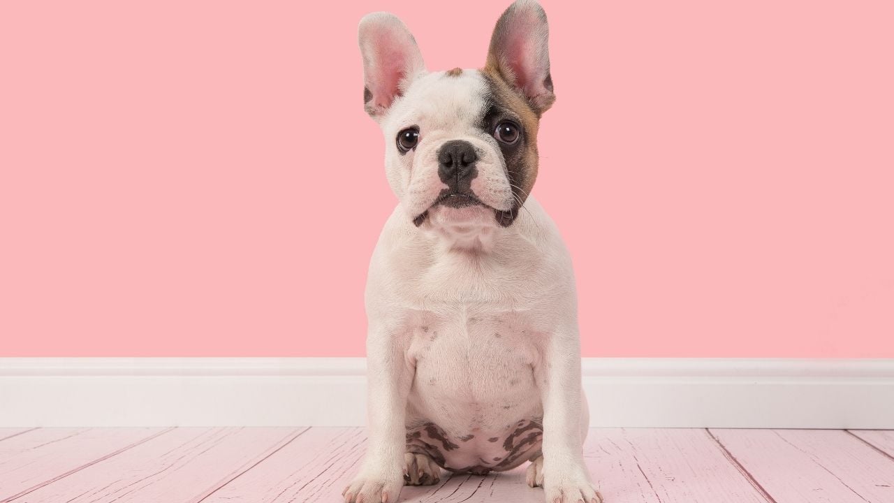 kısa tüylü köpek cinslerinden olan fransız bulldog