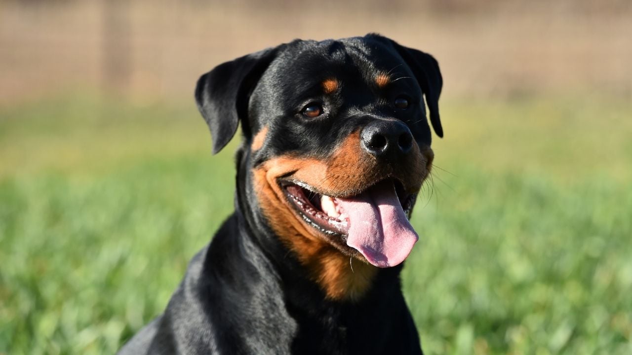 ağzı açık Rottweiler