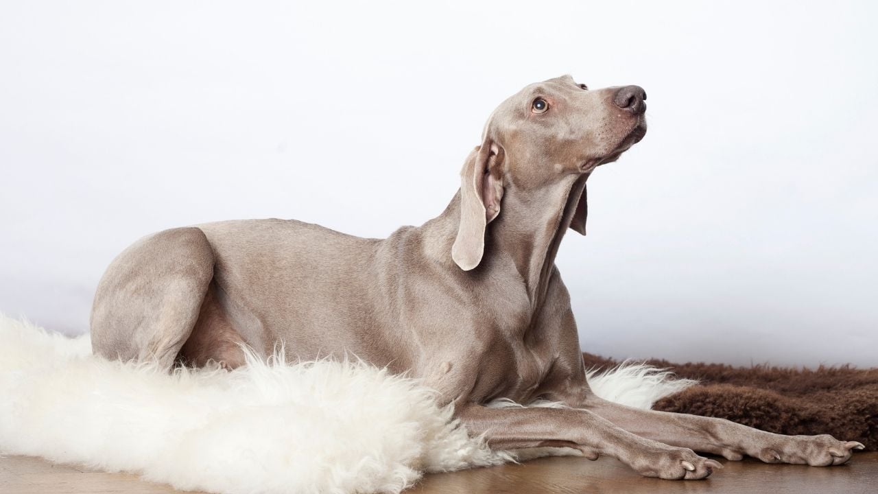 açık gri Weimaraner