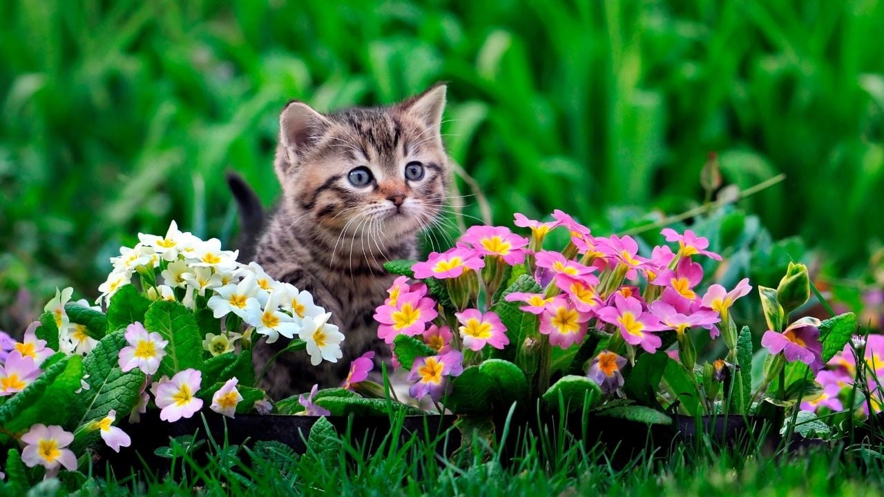 yavru tekir kedi çiçekler arasında