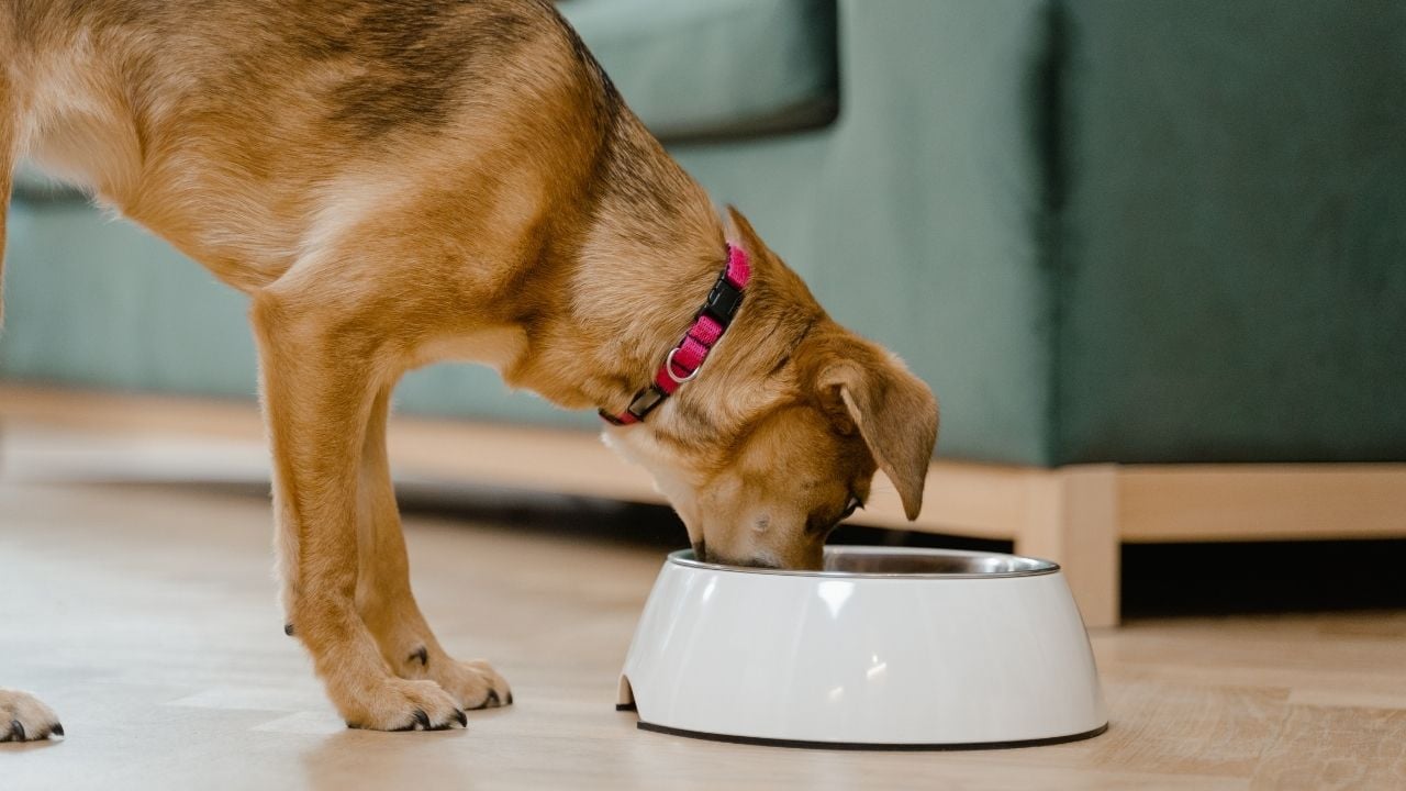 köpek mama kabından bir şeyler yiyor