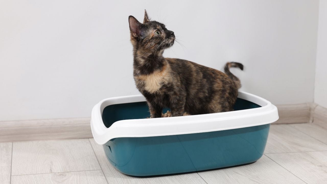 tortie kedi, kedi tuvaletinde