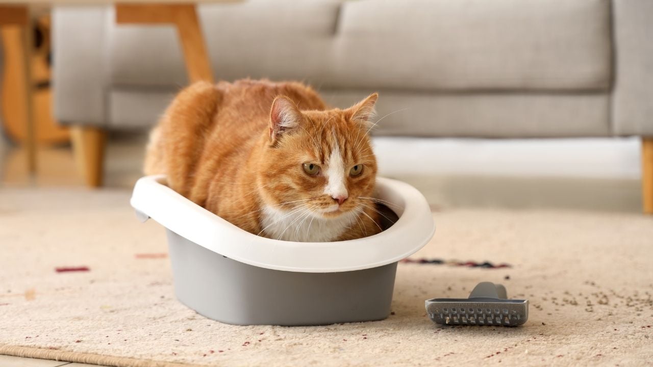 sarı kedi, kedi tuvaletinde