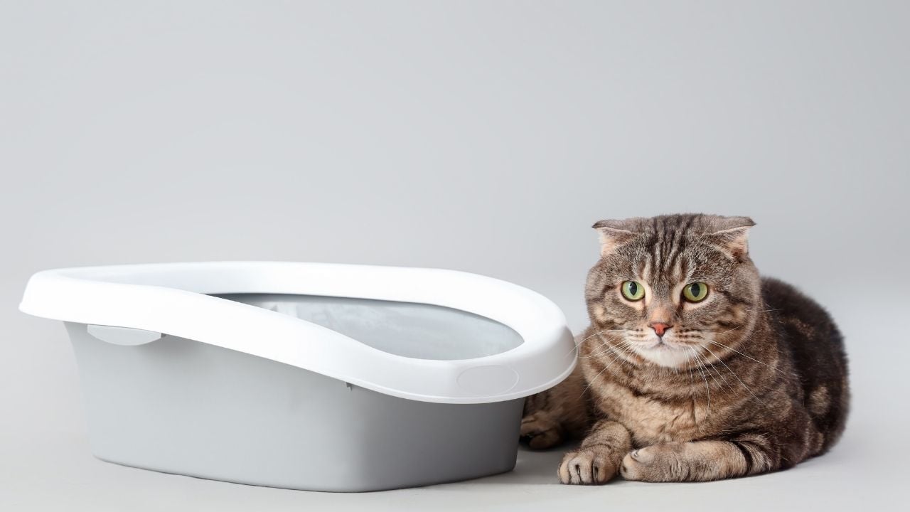 kedi, tuvalet kabının yanında yatıyor