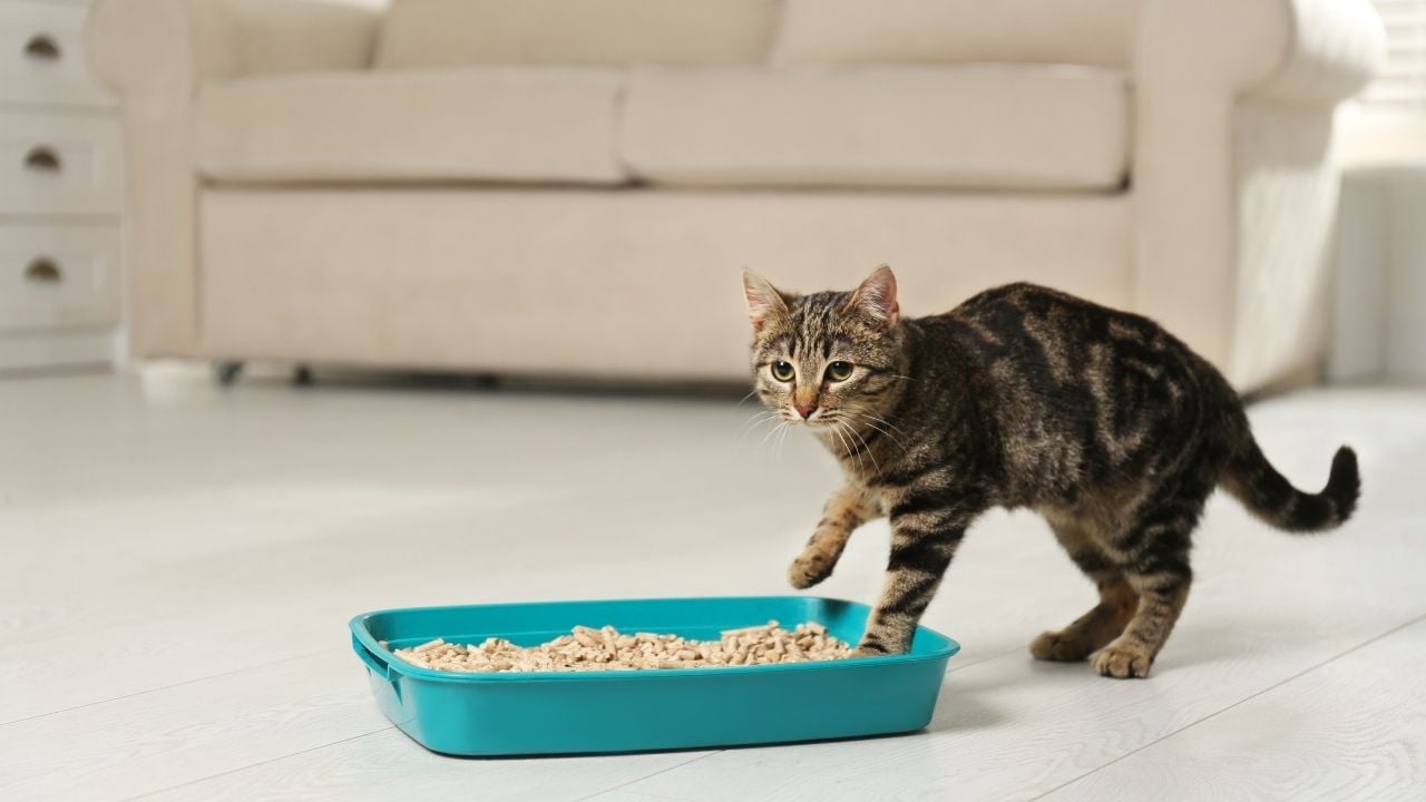 tekir kedi tuvalet kabında