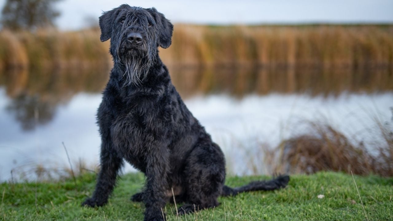 Giant Schnauzer