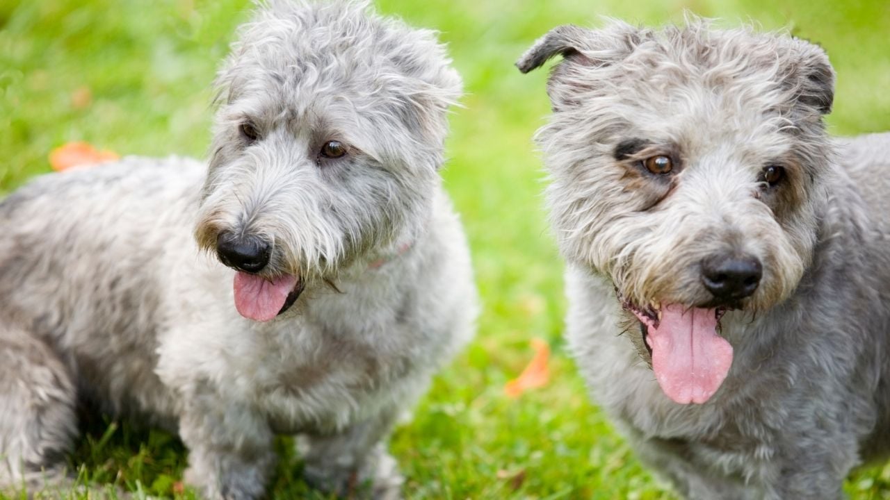 gri Glen of Imaal Terrier