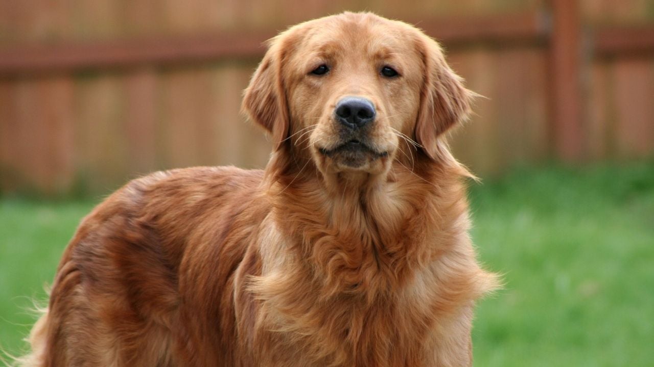 Golden Retriever