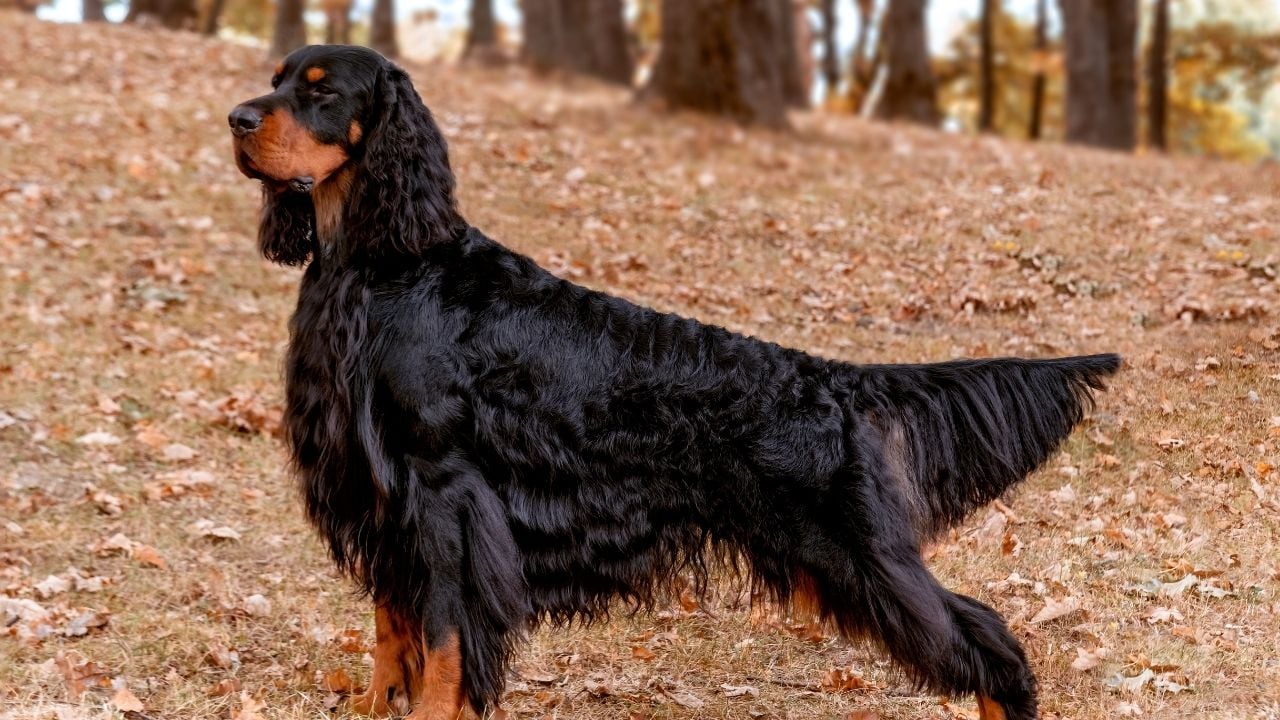 Gordon Setter