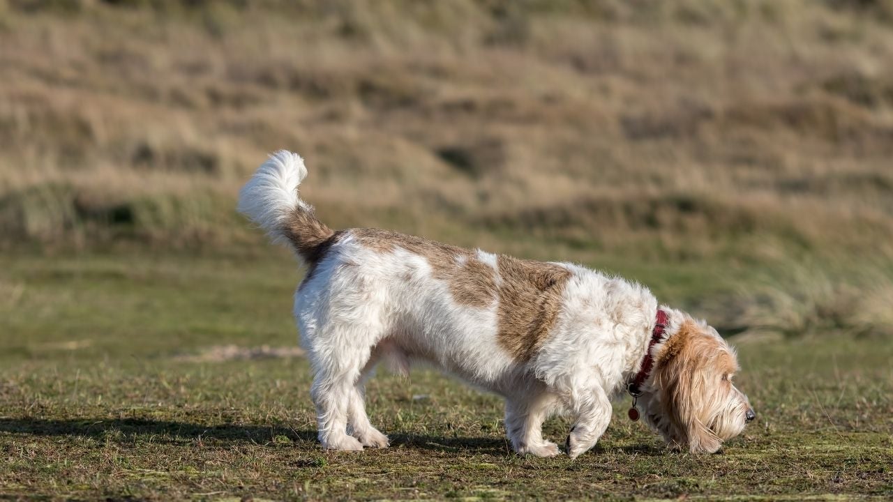 Grand Basset Griffon Vendéen