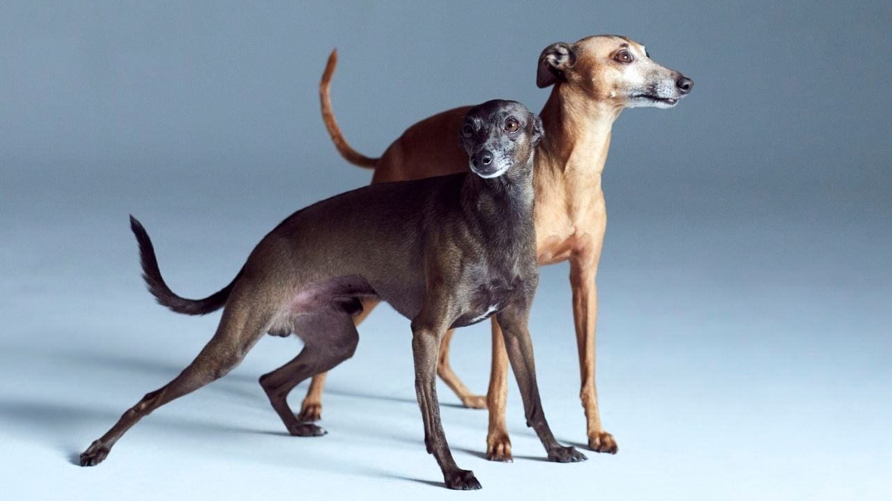 Greyhound