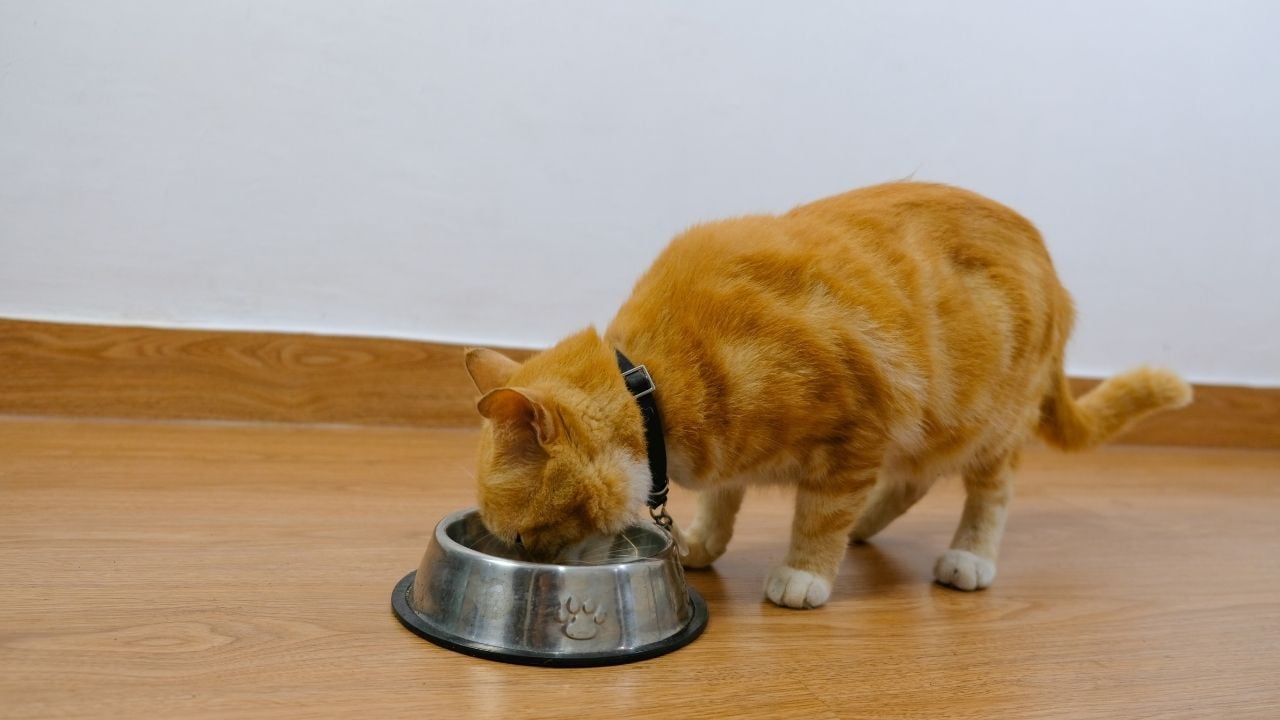 sarı kedi mama yiyor