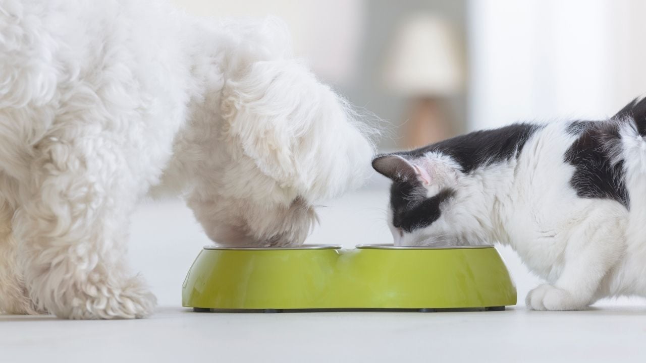 kedi ve köpek aynı yerde mama yiyor