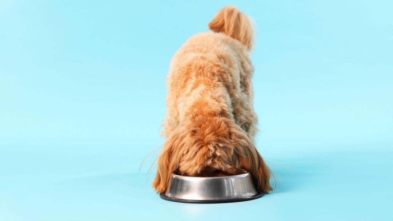 köpek mama yiyor