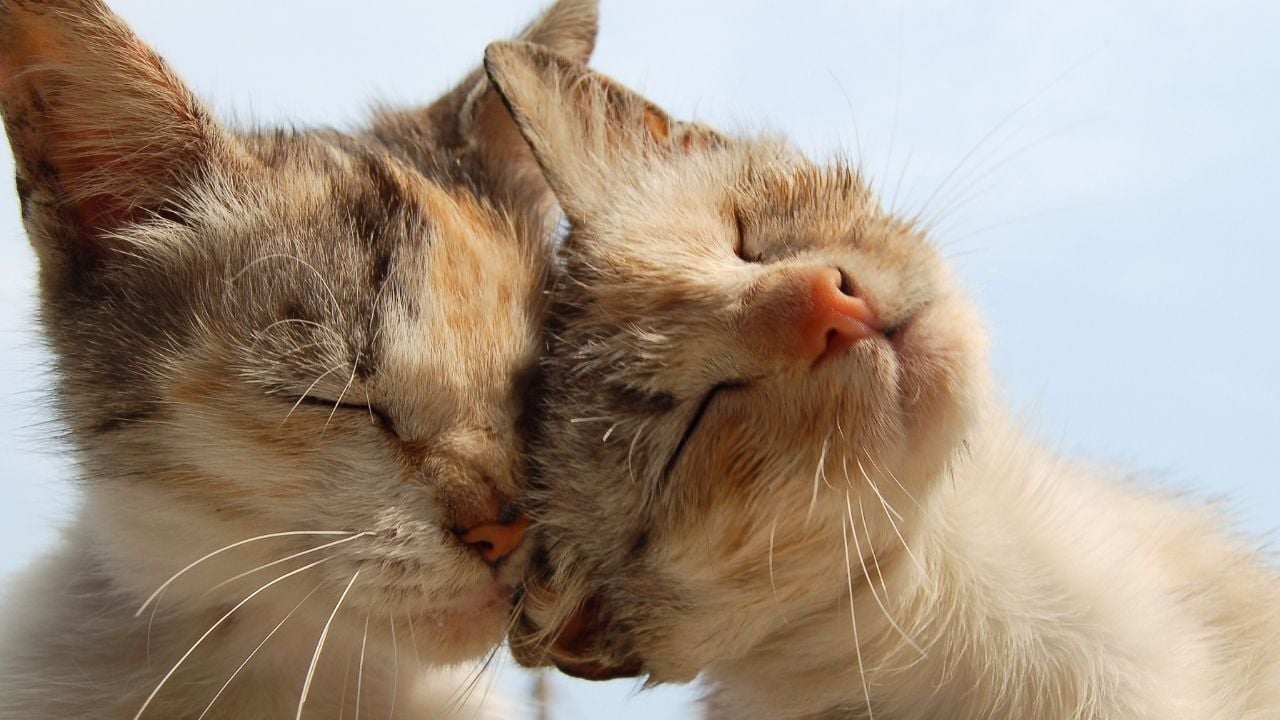 kedi diğer kediye sürtünüyor