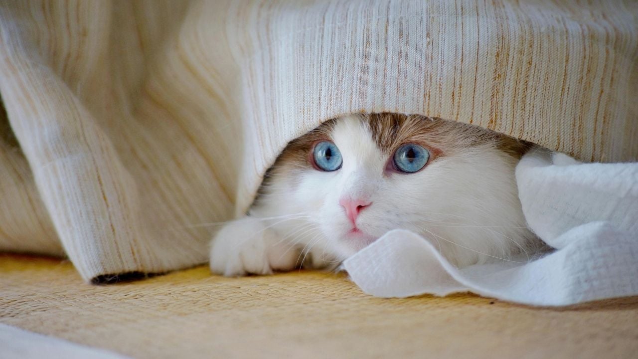 korkmuş bir kedi