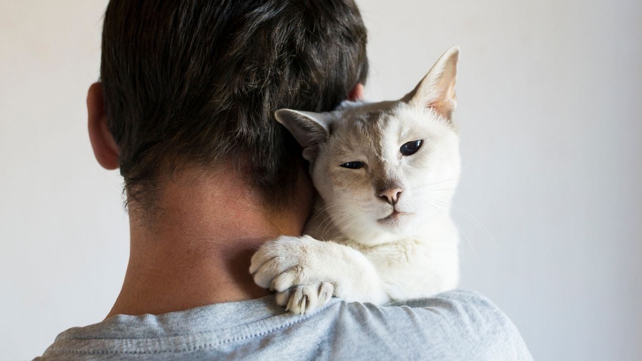 beyaz kedi adama sarılıyor