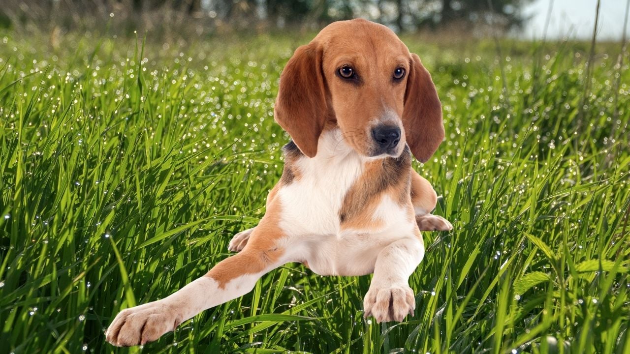 Harrier köpek