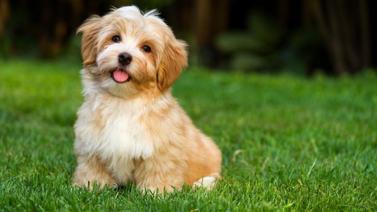 Havanese köpek