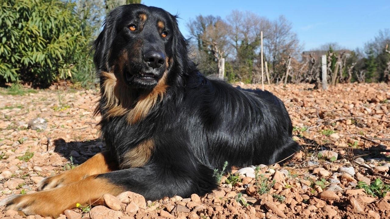 Hovawart köpek