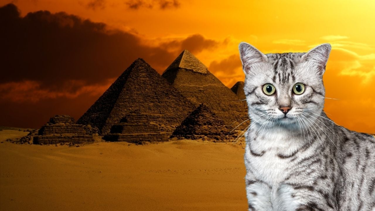 mısır piramitleri ve mau kedi