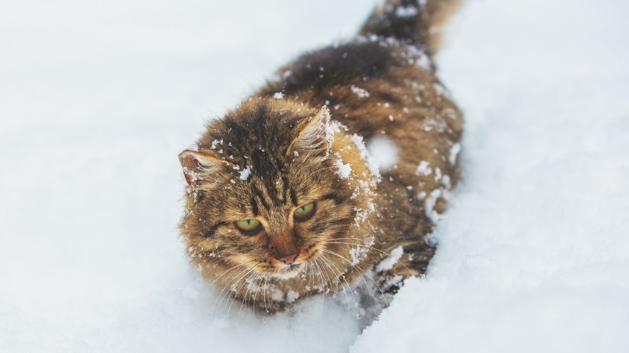 karda bir kedi