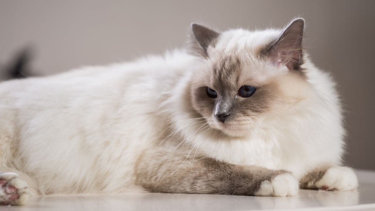 blue point kedi