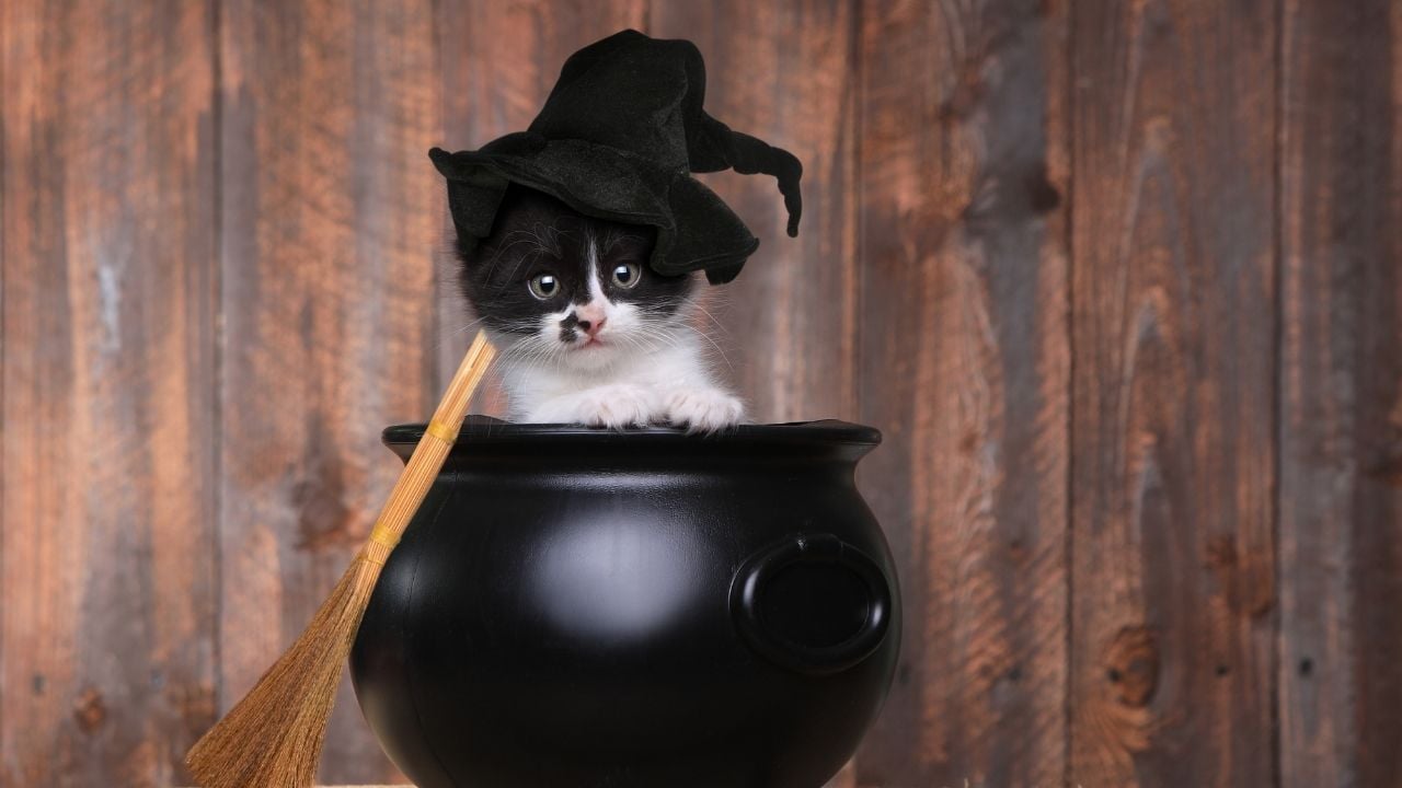 cadı kostümlü kedi