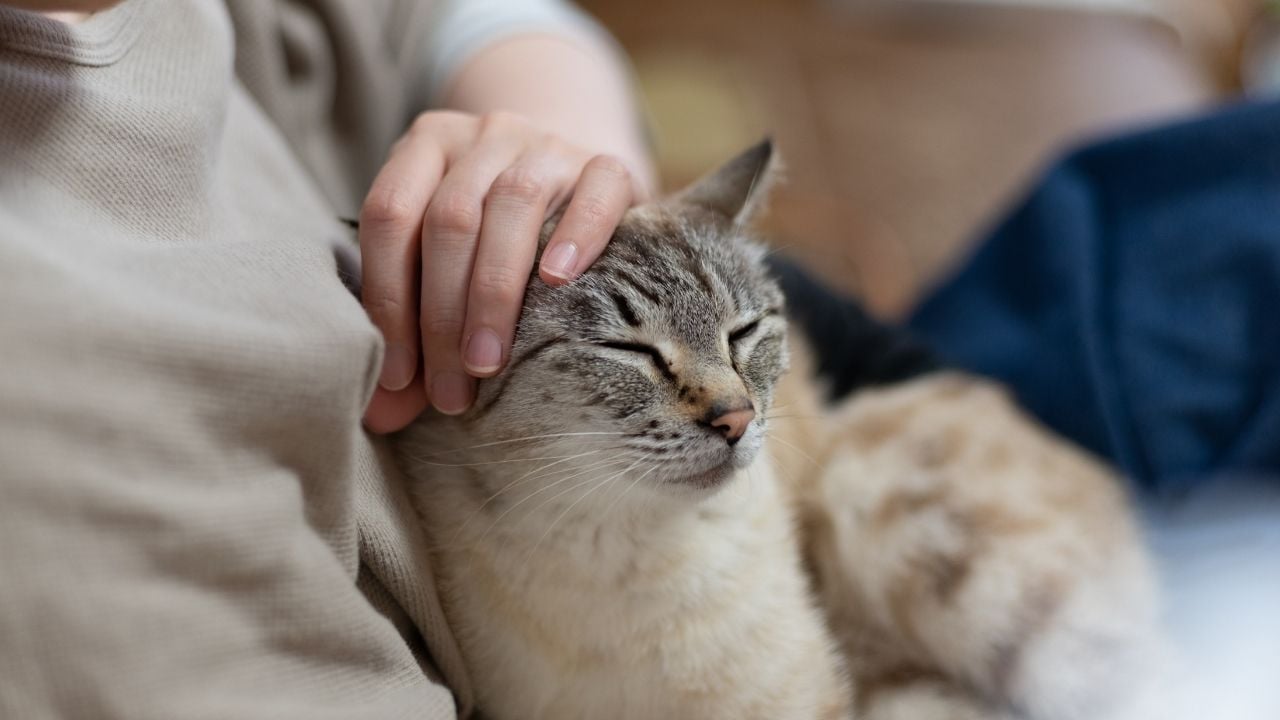 kadın kedi seviyor