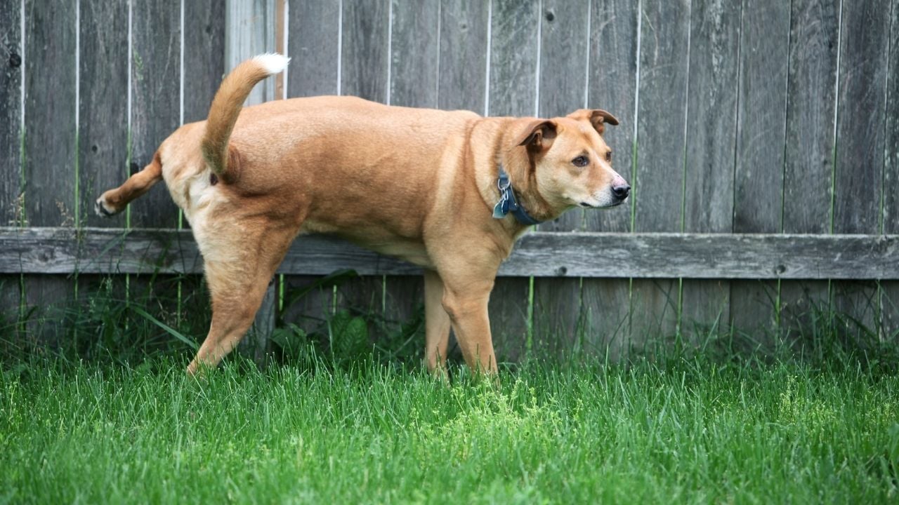 köpek çite kokusunu bırakıyor