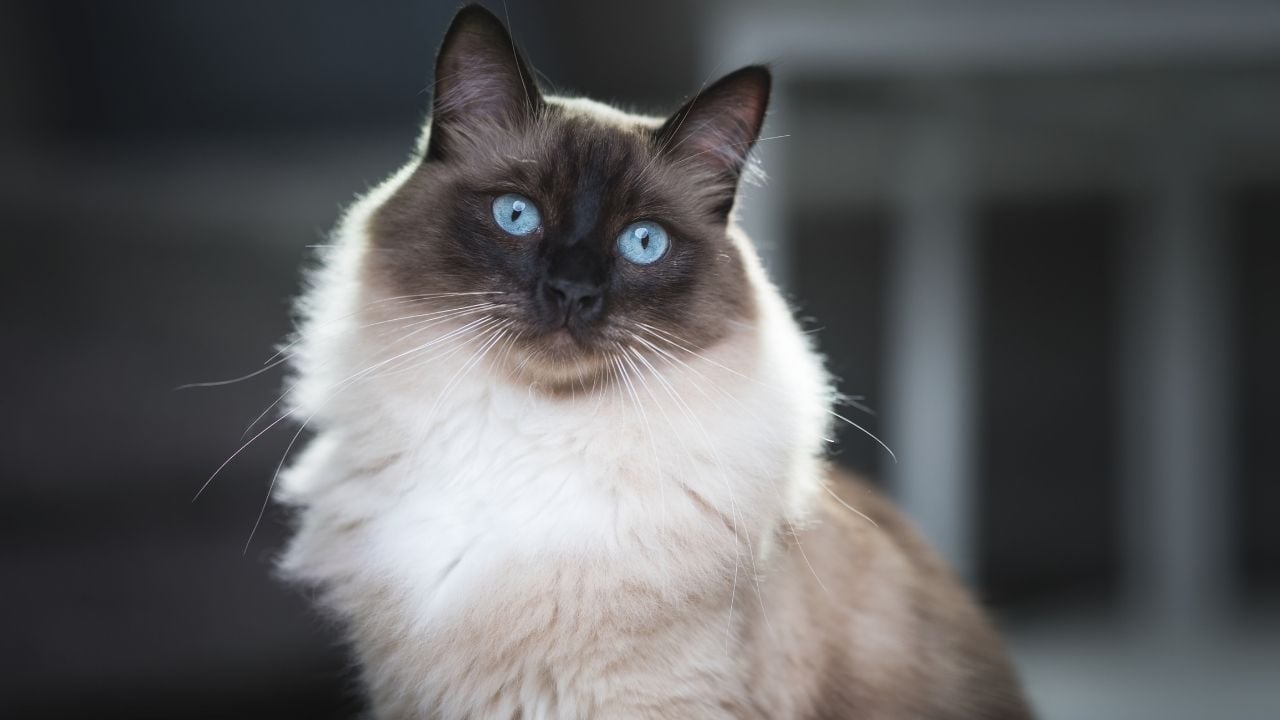 sağlıklı, mavi gözlü bir kedi