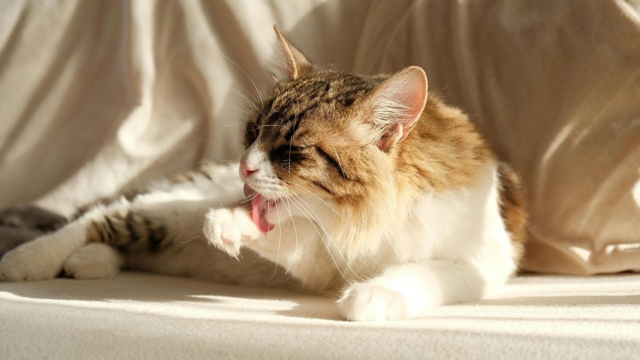 yalanan tekir kedi