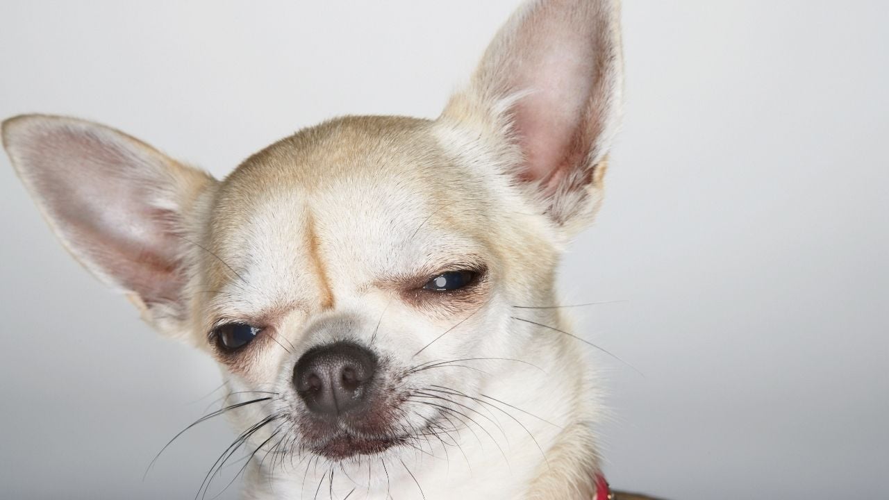 köpek kızgın kızgın bakıyor