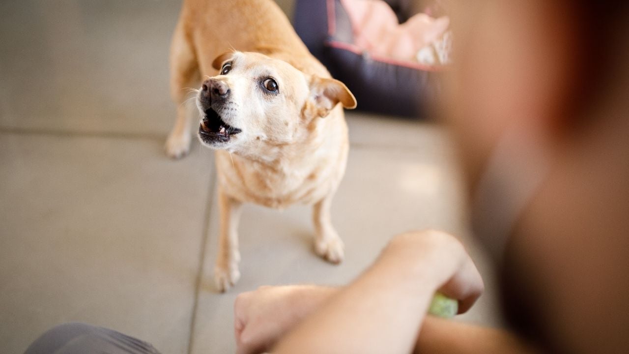 köpek oturan kişiye kötü kötü bakıyor