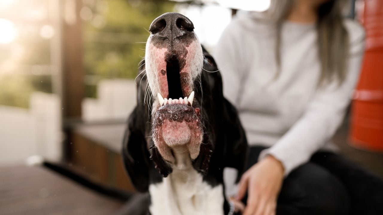 köpek uluyor gibi ağzını açmış