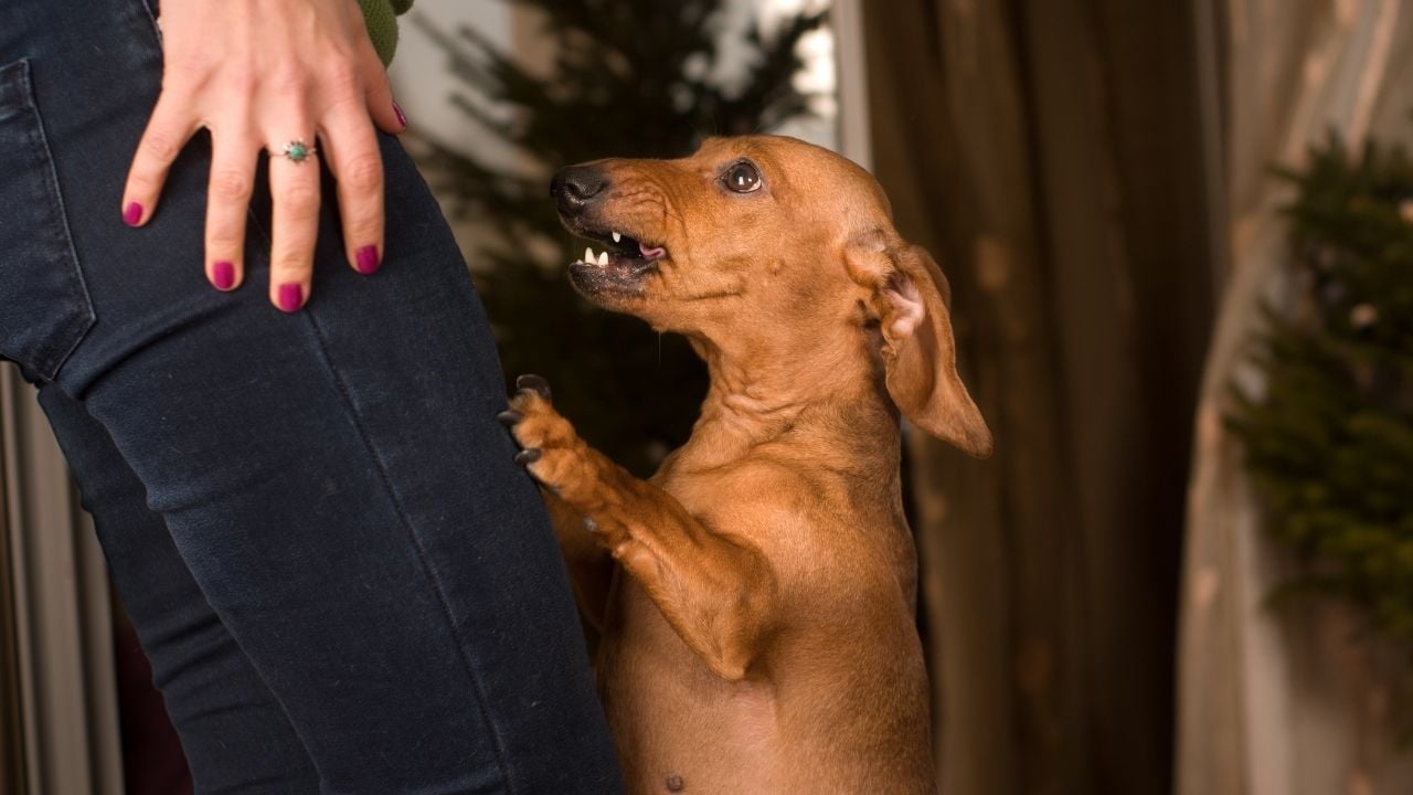 köpek sinirli bir şekilde kadının bacağına tutunuyor
