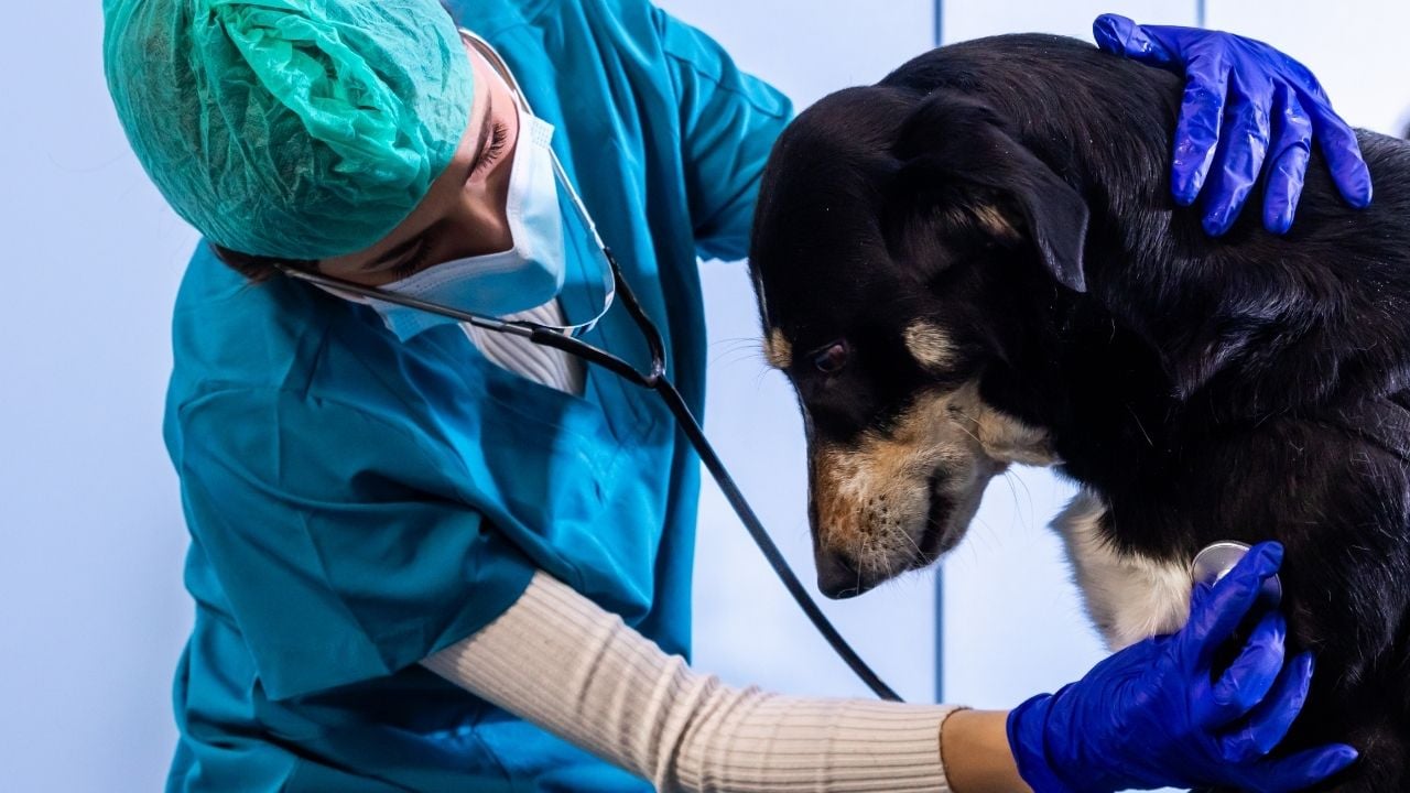 veteriner hekim köpeğin kalbini dinliyor