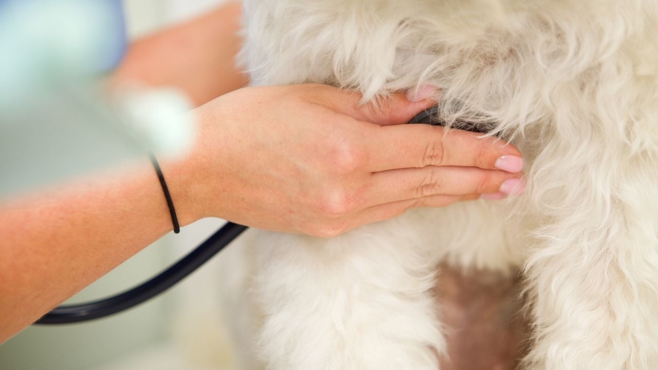 köpeğin nabzı ölçülüyor