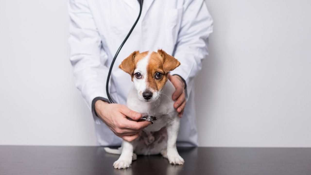 veteriner ve köpek
