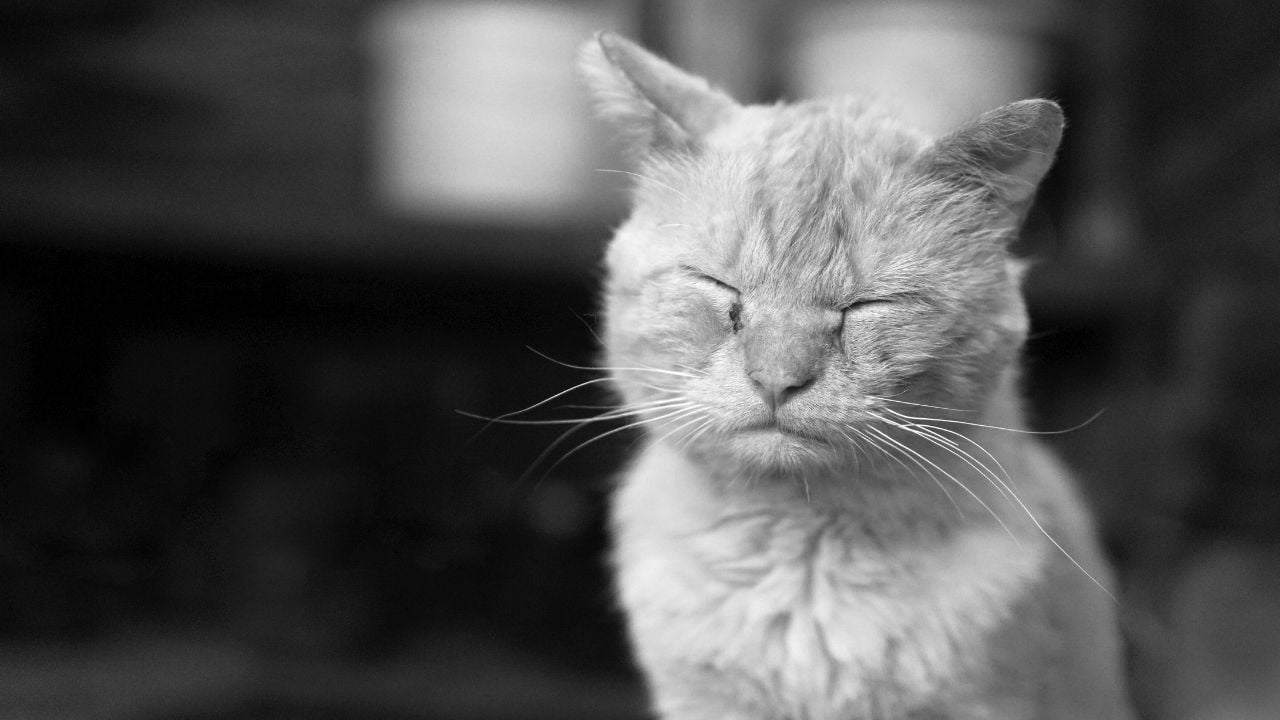hasta bir kedi