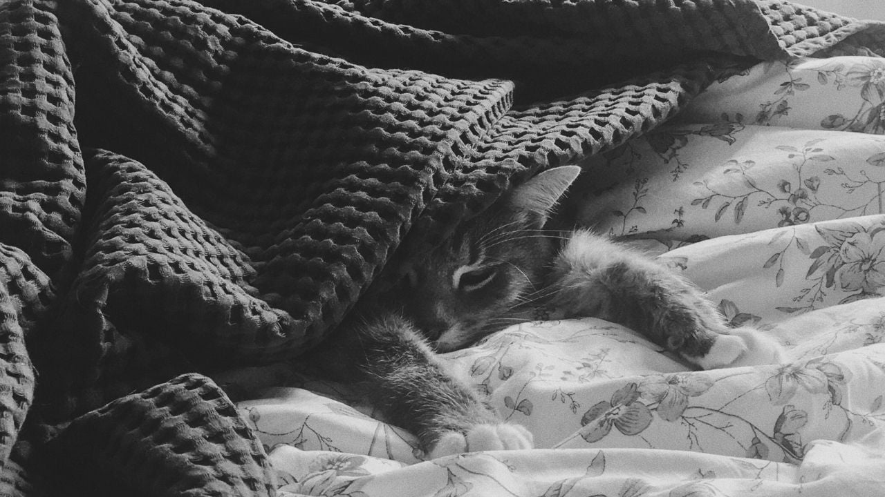 saklanıp yatan bir kedi