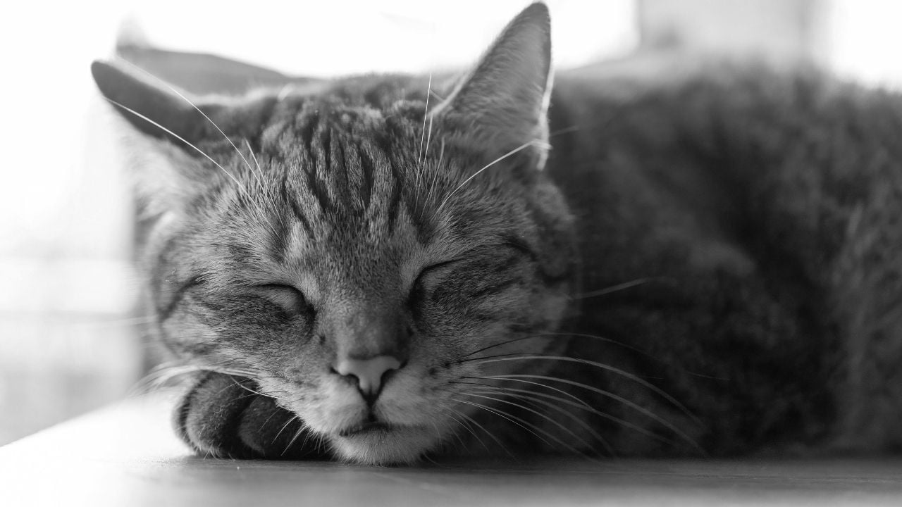 uyuyan bir kedi