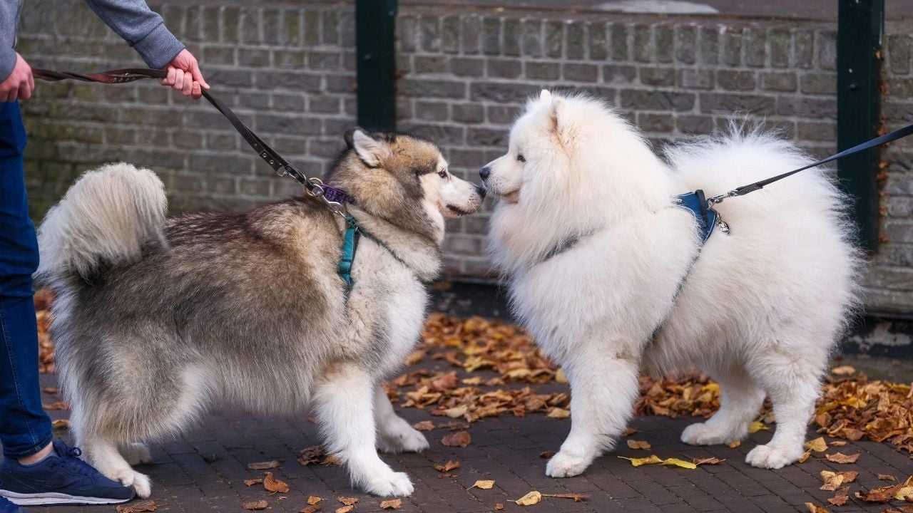 sosyalleştirilen köpekler