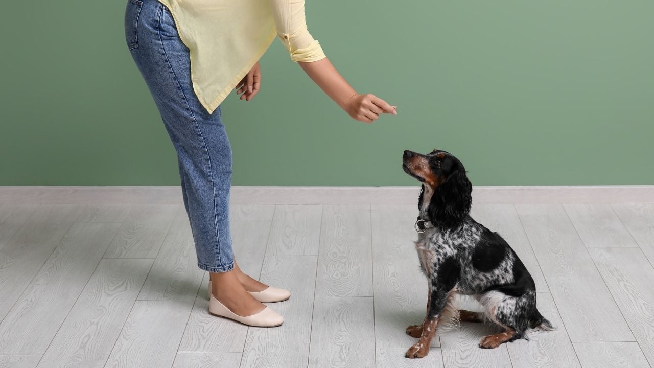 eğitilen köpek