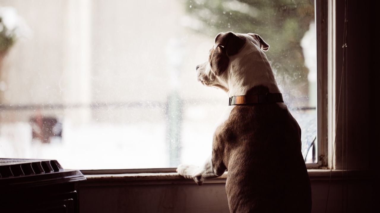 köpek dışarı bakıyor