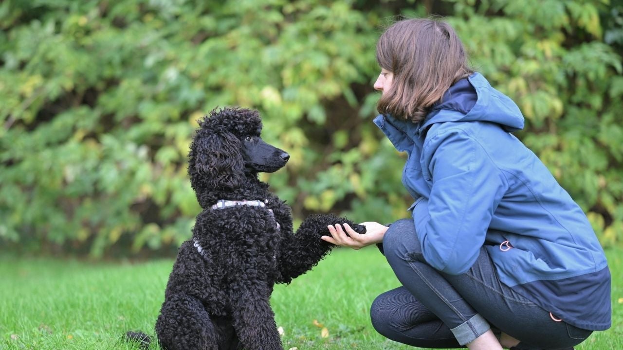 poodle ve sahibi