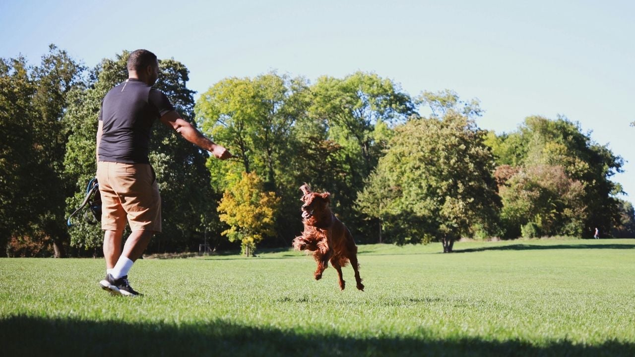 köpek ve sahibi oyun oynuyor
