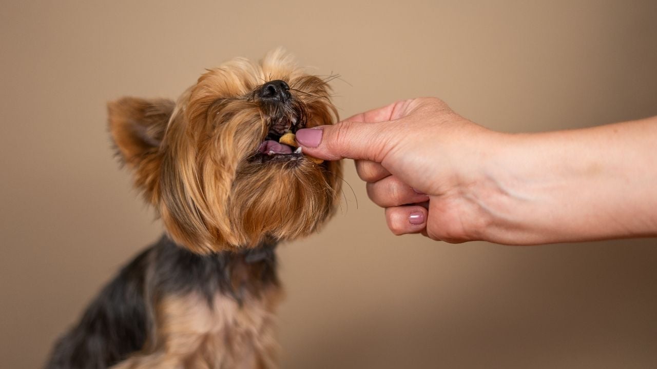 köpek ödül maması yiyor