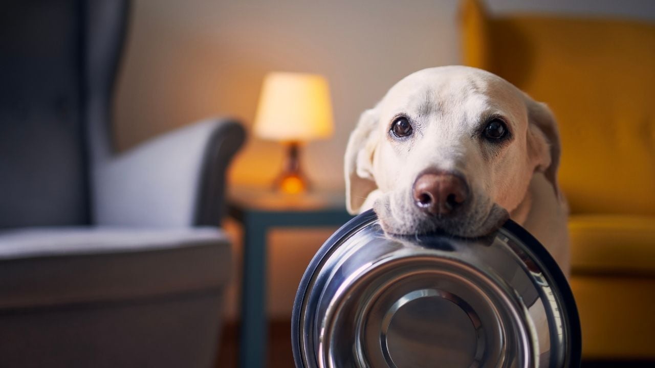köpek mama kabını tutuyor